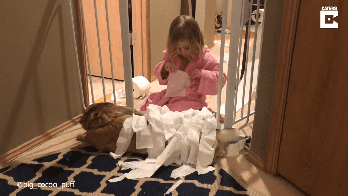 This giant rabbit and little girl are best friends and it’s so sweet!