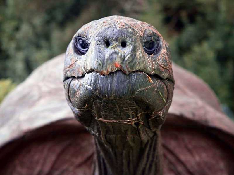 Meet the World’s oldest animal on land, Jonathon